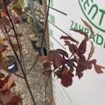 Slivka čerešňoplodá (Prunus cerasifera) ´PISSARDII´ - výška 130-150 cm, kont. C10L 